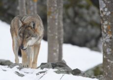 La Guida - Online i dati di presenza del lupo nelle alpi italiane