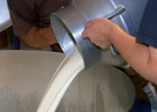 La Guida - Latte, Coldiretti: “No all’import, si valorizzi il prodotto cuneese”