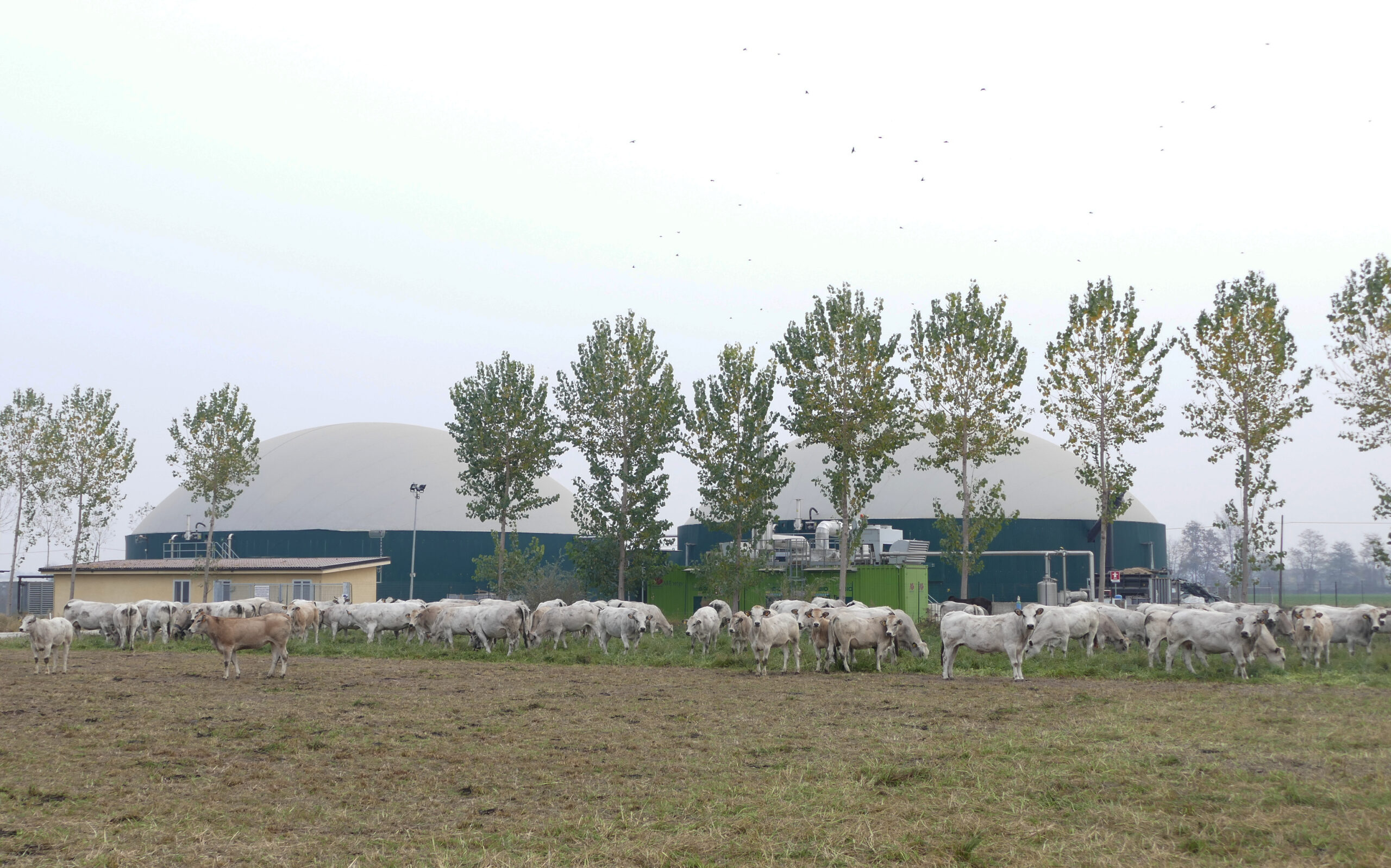 Impianti a biogas agricolo e a biomasse, Confagricoltura Cuneo: “Servono regole certe per garantire gli investimenti realizzati”