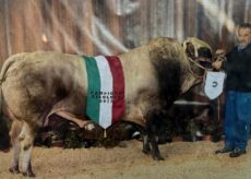 La Guida - L’addio allo storico allevatore di Limone