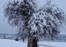La Guida - Il glicine a forma di cuore avvolto nella neve