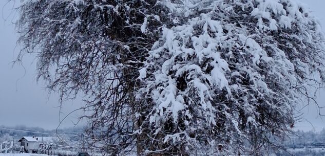 La Guida - Il glicine a forma di cuore avvolto nella neve