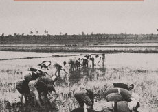 La Guida - Mestieri scomparsi