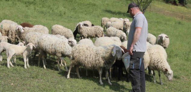La Guida - Allevamento, risarcimenti per i danni causati dalle predazioni di grandi carnivori