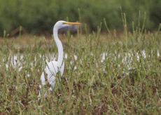 La Guida - 15 specie diverse di volatili registrate nel Parco del Monviso