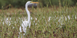 La Guida - 15 specie diverse di volatili registrate nel Parco del Monviso