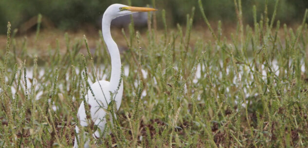 La Guida - 15 specie diverse di volatili registrate nel Parco del Monviso