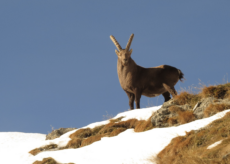 La Guida - 277 stambecchi nel Parco del Monviso: numero record nel censimento invernale