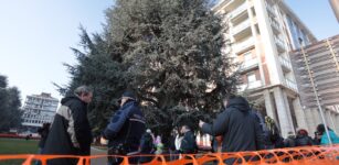 La Guida - Il Consiglio di Stato decide sul futuro dei cedri di piazza Europa