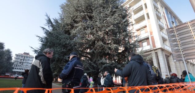 La Guida - Il Consiglio di Stato decide sul futuro dei cedri di piazza Europa
