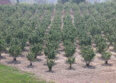 La Guida - Nocciole, una risorsa per la Granda e una filiera da valorizzare