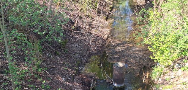 La Guida - Oltre 400 bustine di veleno per topi sulle rive di un canale a Centallo