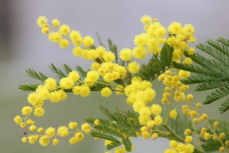 Mimosa (foto Pixabay)