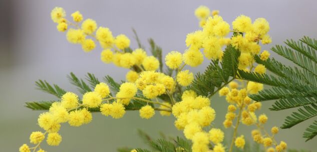 La Guida - La Festa della donna sia celebrare la collaborazione piuttosto che il contrasto