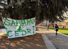 La Guida - Piazza Europa, il Consiglio di Stato ferma il taglio dei cedri