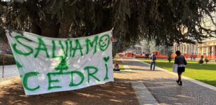 La Guida - Piazza Europa, il Consiglio di Stato ferma il taglio dei cedri