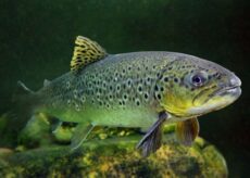 La Guida - “La vita nel fiume”: conferenza del Parco del Monviso al Terres Monviso Outdoor Festival