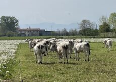 La Guida - Frode nel commercio di bovini per oltre 20 milioni di euro