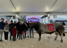 La Guida - Da Caraglio e Crissolo i vincitori delle mostre provinciali di bovini a Fossano