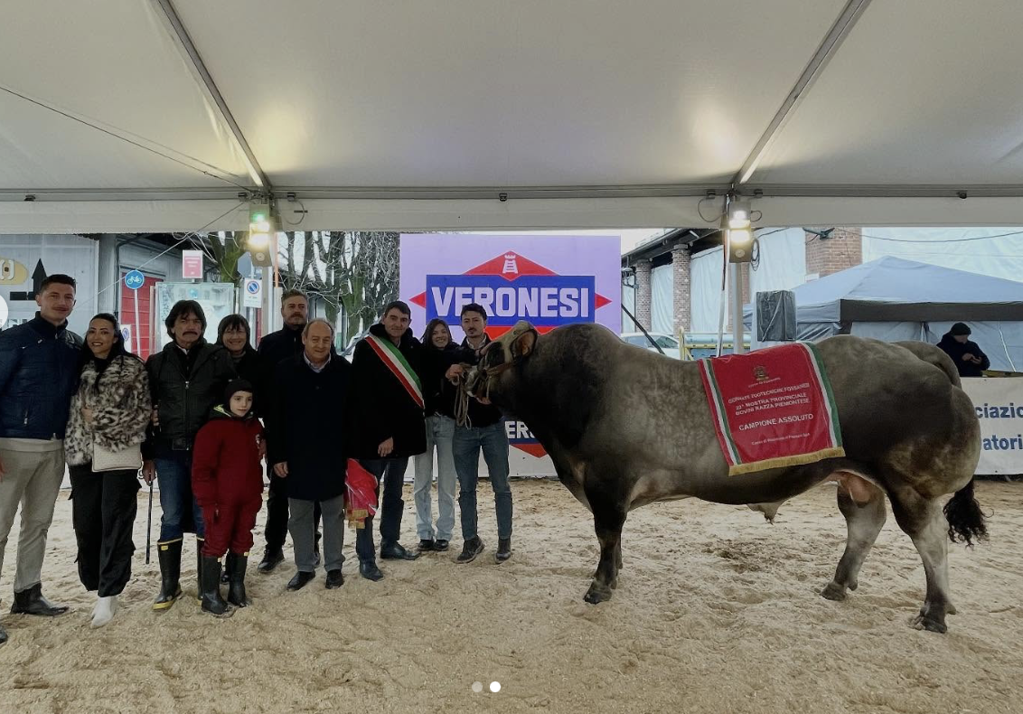 Da Caraglio e Crissolo i vincitori delle mostre provinciali di bovini a Fossano