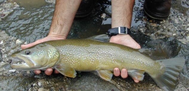La Guida - Pesca, la Provincia ha autorizzato 15 immissioni, per un totale di 7.679 kg di trote iridee sterili