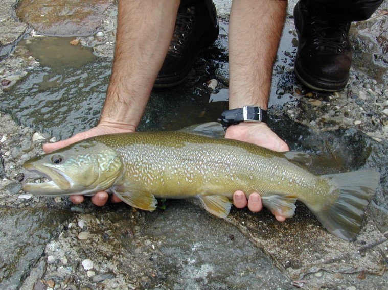 Pesca, la Provincia ha autorizzato 15 immissioni, per un totale di 7.679 kg di trote iridee sterili
