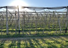 La Guida - Freddo, l’allarme di Coldiretti su possibili gelate primaverili