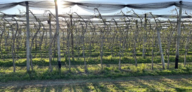 La Guida - Freddo, l’allarme di Coldiretti su possibili gelate primaverili