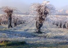 La Guida - Gelate a Lagnasco nella notte, un rischio per frutteti e coltivazioni
