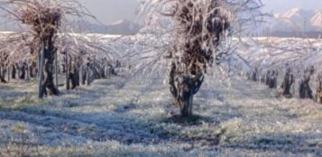 La Guida - Gelate a Lagnasco nella notte, un rischio per frutteti e coltivazioni