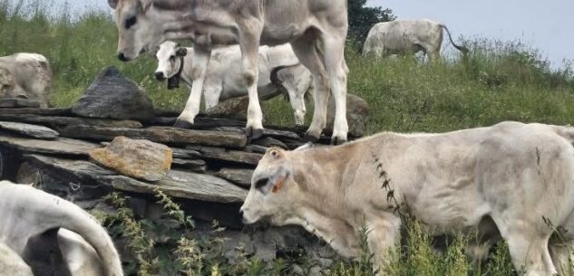 La Guida - Dalla Regione 225.000 euro per il miglioramento degli alpeggi del Serre di Ostana