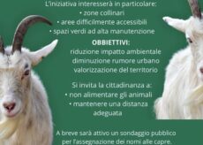 La Guida - Revello si affida alle capre addestrate per lo sfalcio dell’erba?