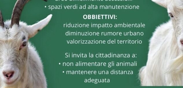 La Guida - Revello si affida alle capre addestrate per lo sfalcio dell’erba?