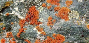 La Guida - Ostana, escursione per riconoscere i licheni nei loro ambienti naturali