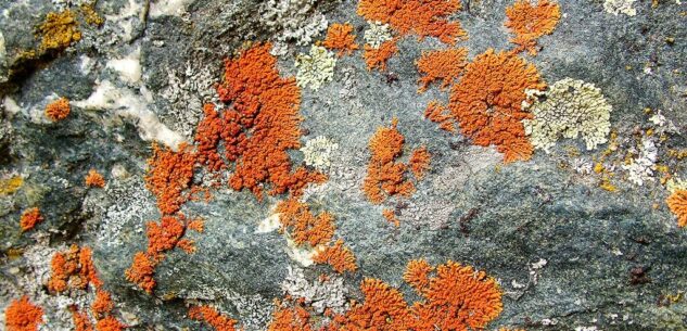 La Guida - Ostana, escursione per riconoscere i licheni nei loro ambienti naturali