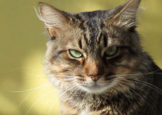 La Guida - Serate sull’universo dei gatti a Centallo e Cavallermaggiore