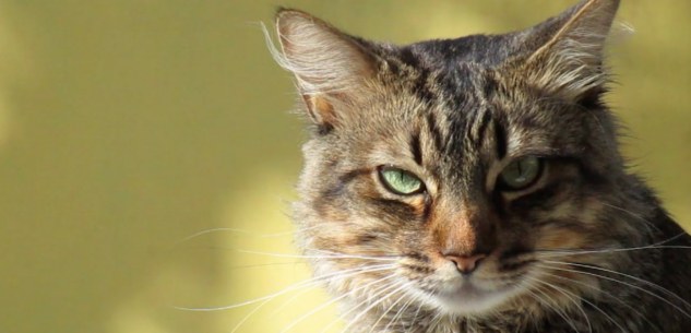 La Guida - Serate sull’universo dei gatti a Centallo e Cavallermaggiore