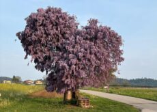 La Guida - Il glicine si reinventa, al via il contest fotografico