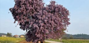 La Guida - Il glicine si reinventa, al via il contest fotografico
