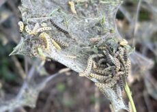 La Guida - Ifantria, la farfalla bianca che si mangia tutto il verde