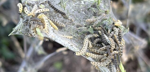 La Guida - Ifantria, la farfalla bianca che si mangia tutto il verde