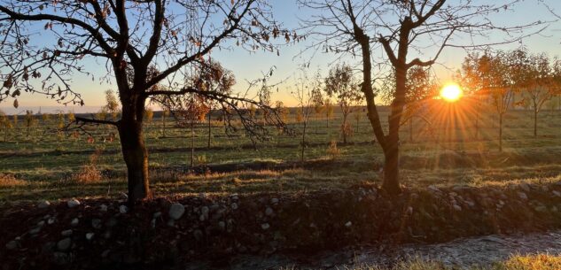 La Guida - La gestione del castagno da frutto e le opportunità anche in pianura