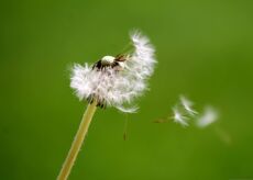 La Guida - La scienza del respiro al NUoVO di Cuneo