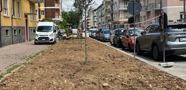 La Guida - Cuneo, si piantumano nuovi alberi in via Bersezio