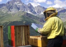 La Guida - Giornata su “Miele e impollinazione” a Paesana