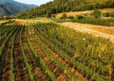 La Guida - Caraglio, una passeggiata tra le vigne di Merola
