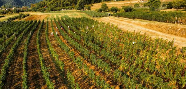 La Guida - Caraglio, una passeggiata tra le vigne di Merola