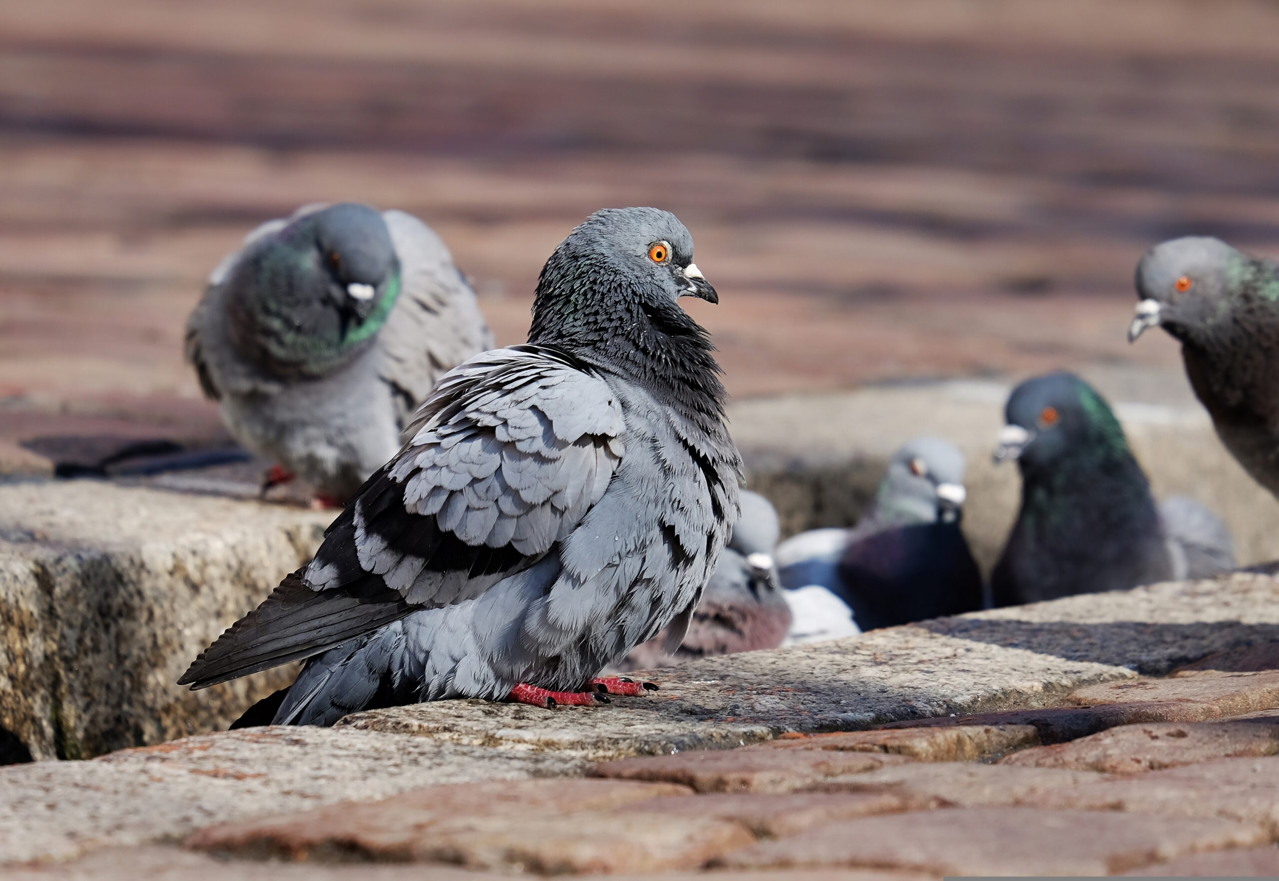piccioni (foto Pixabay)