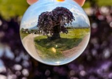 La Guida - Peveragno, i vincitori del contest fotografico dedicato al Glicine