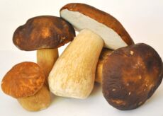 La Guida - Raccolta funghi: le riduzioni previste dall’Unione Montana Alpi del Mare
